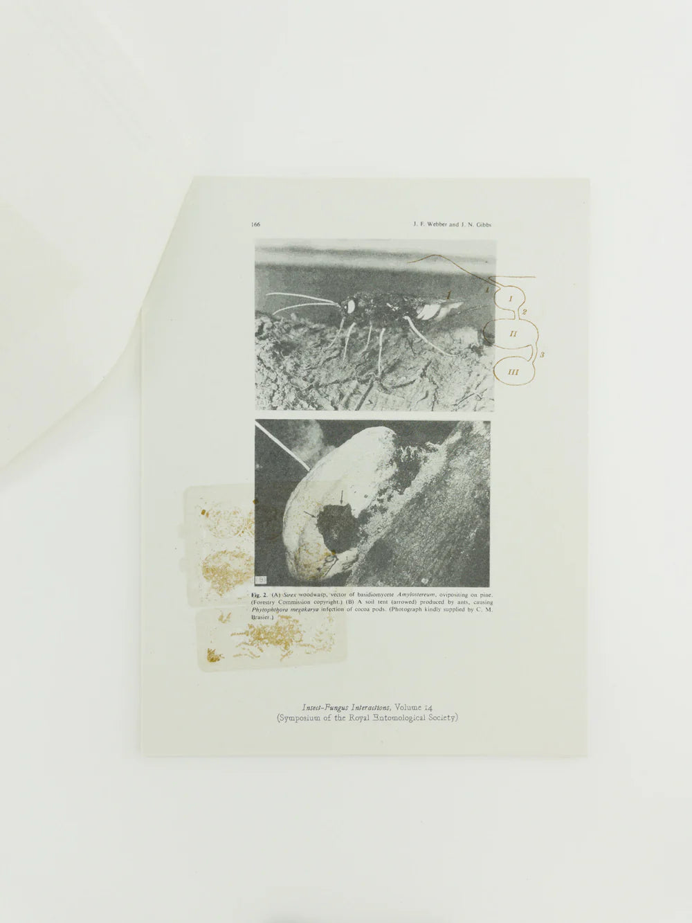 Ant(i) Economies/Alimentary Fantasy, Coprophagic Communism, and Queer Reproduction