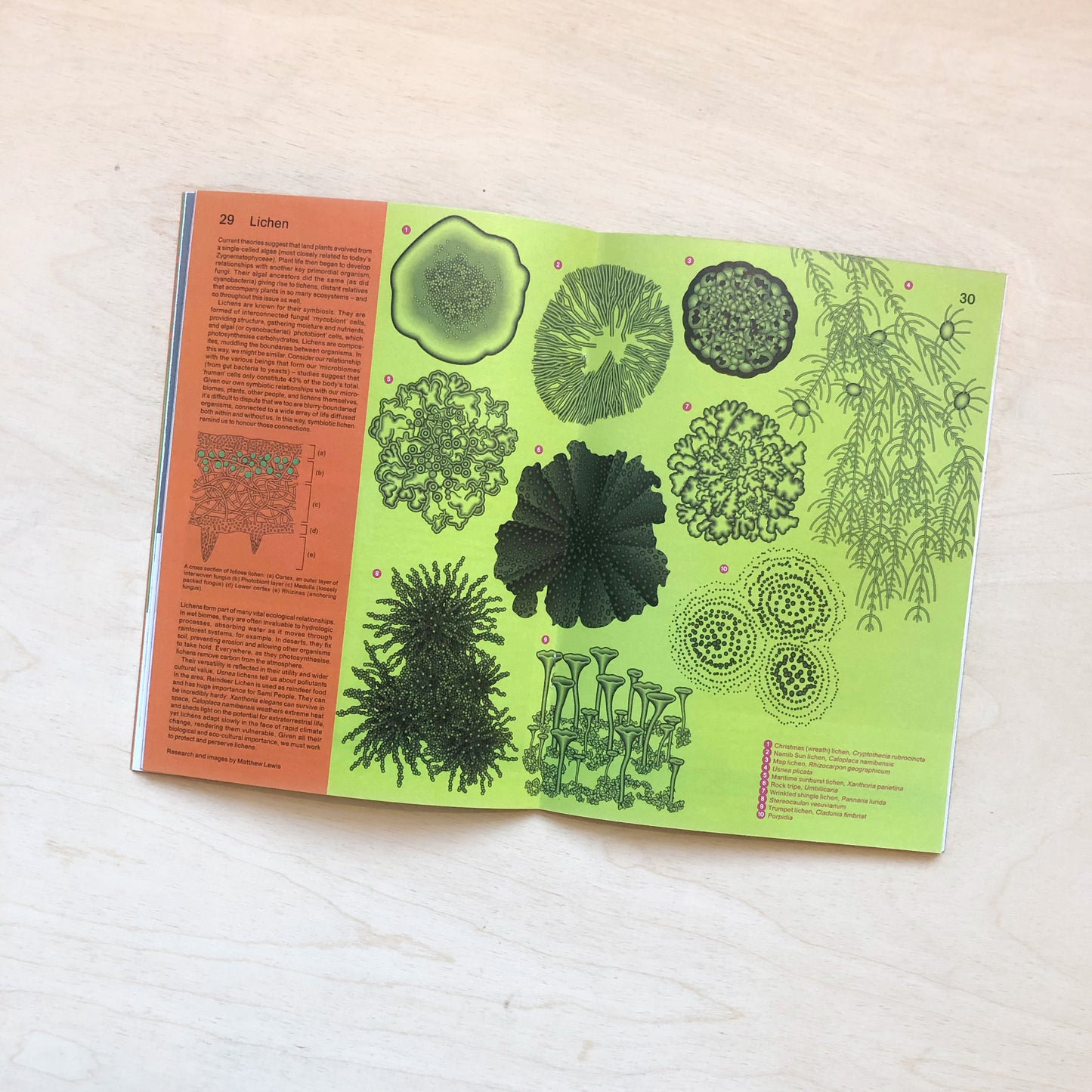 It's freezing in LA! Issue 10 - Plants