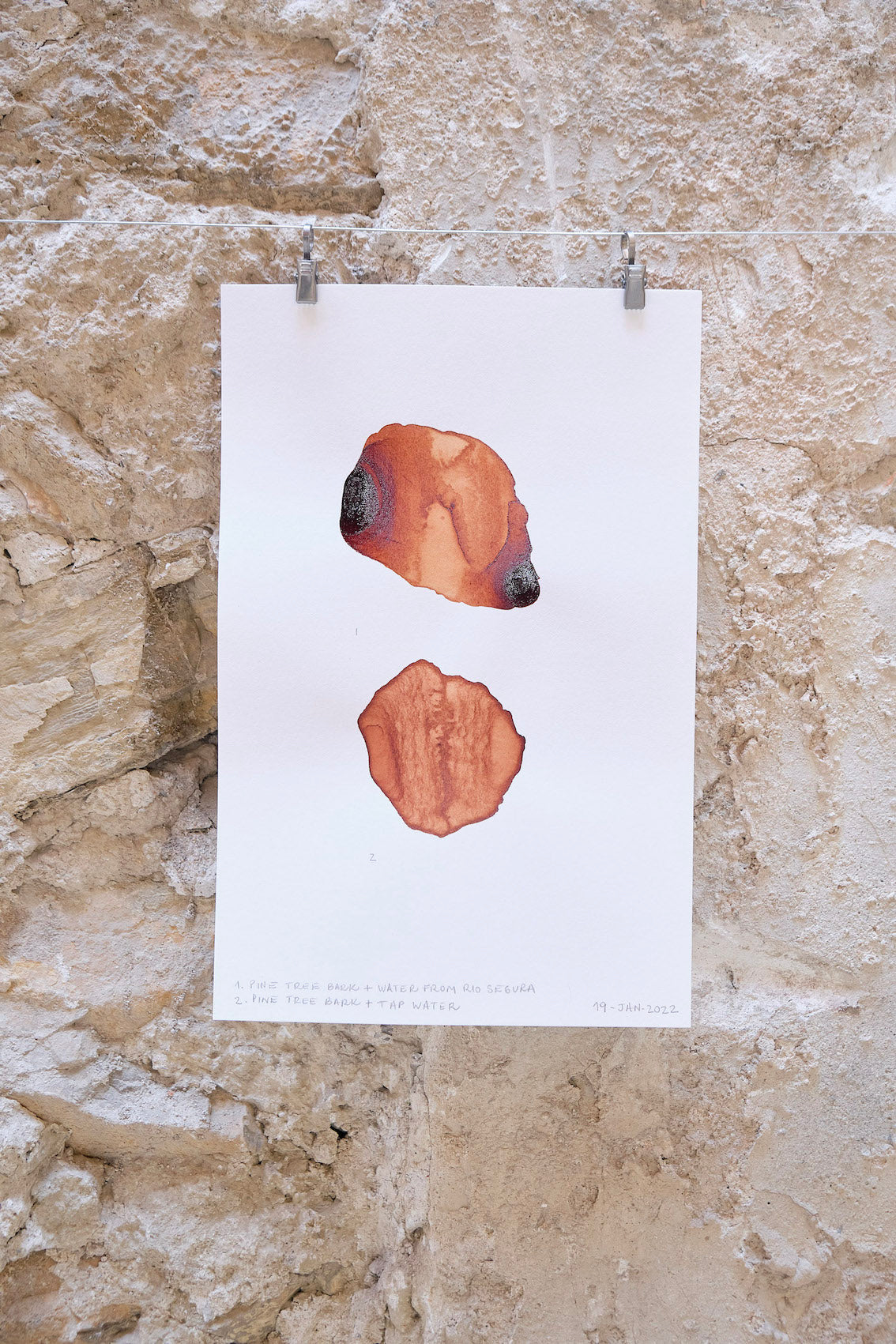 Plant Behaviour Drawing - Plant Ink Drawing by Lucila Kenny