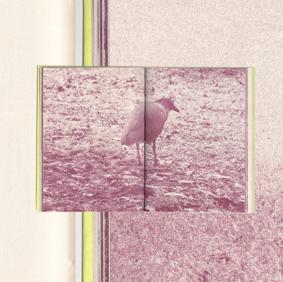 The Image Book of Nomad Papaya Bird