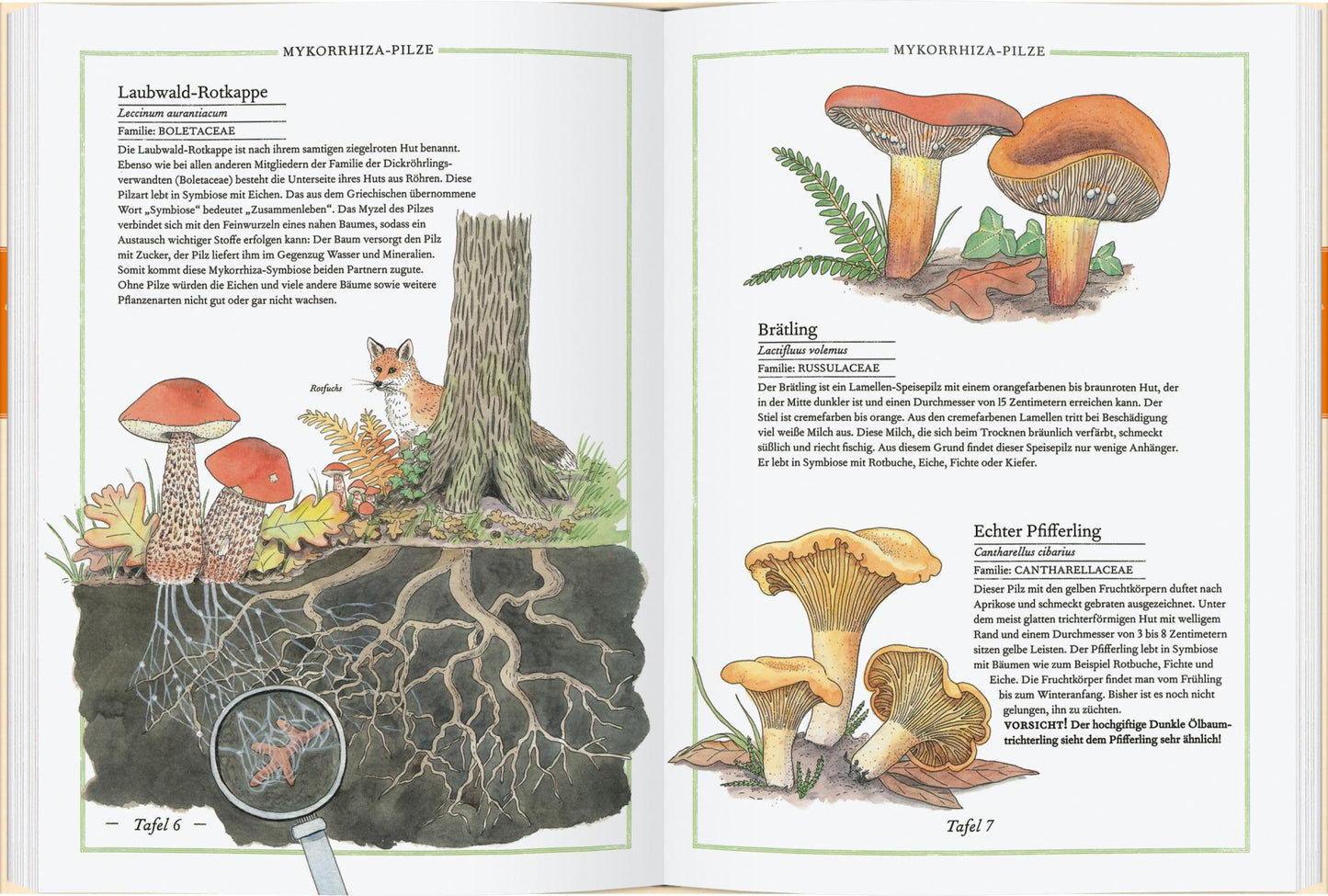 Steinpilz, Trüffel, Pfifferling. Die Welt der Pilze.