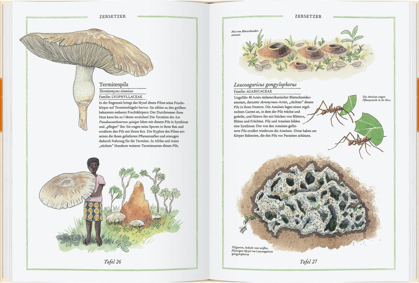 Steinpilz, Trüffel, Pfifferling. Die Welt der Pilze.