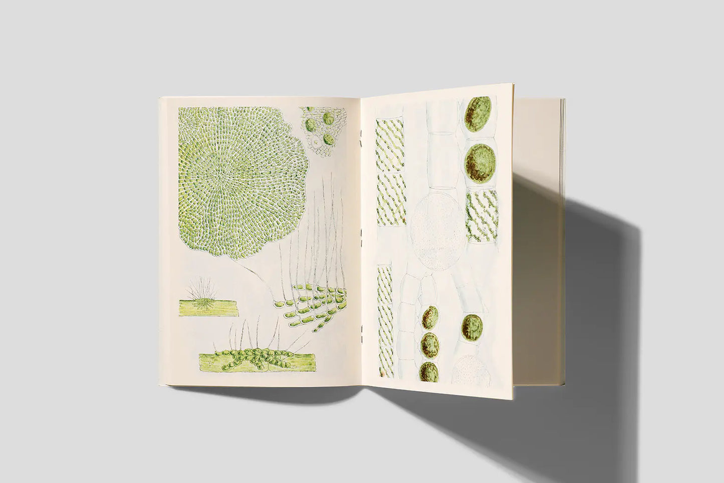 Notizbuch Reliefs - Freshwater algae