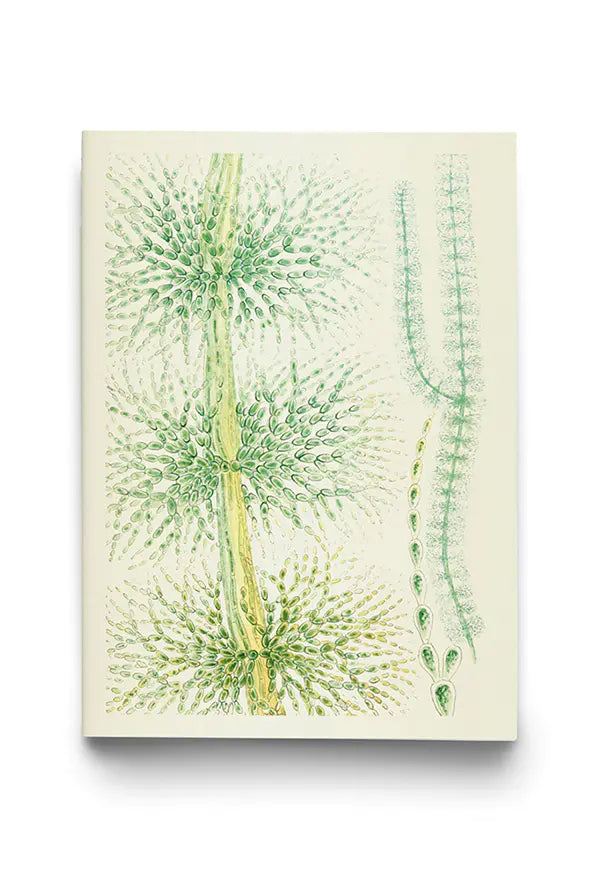 Notizbuch Reliefs - Freshwater algae