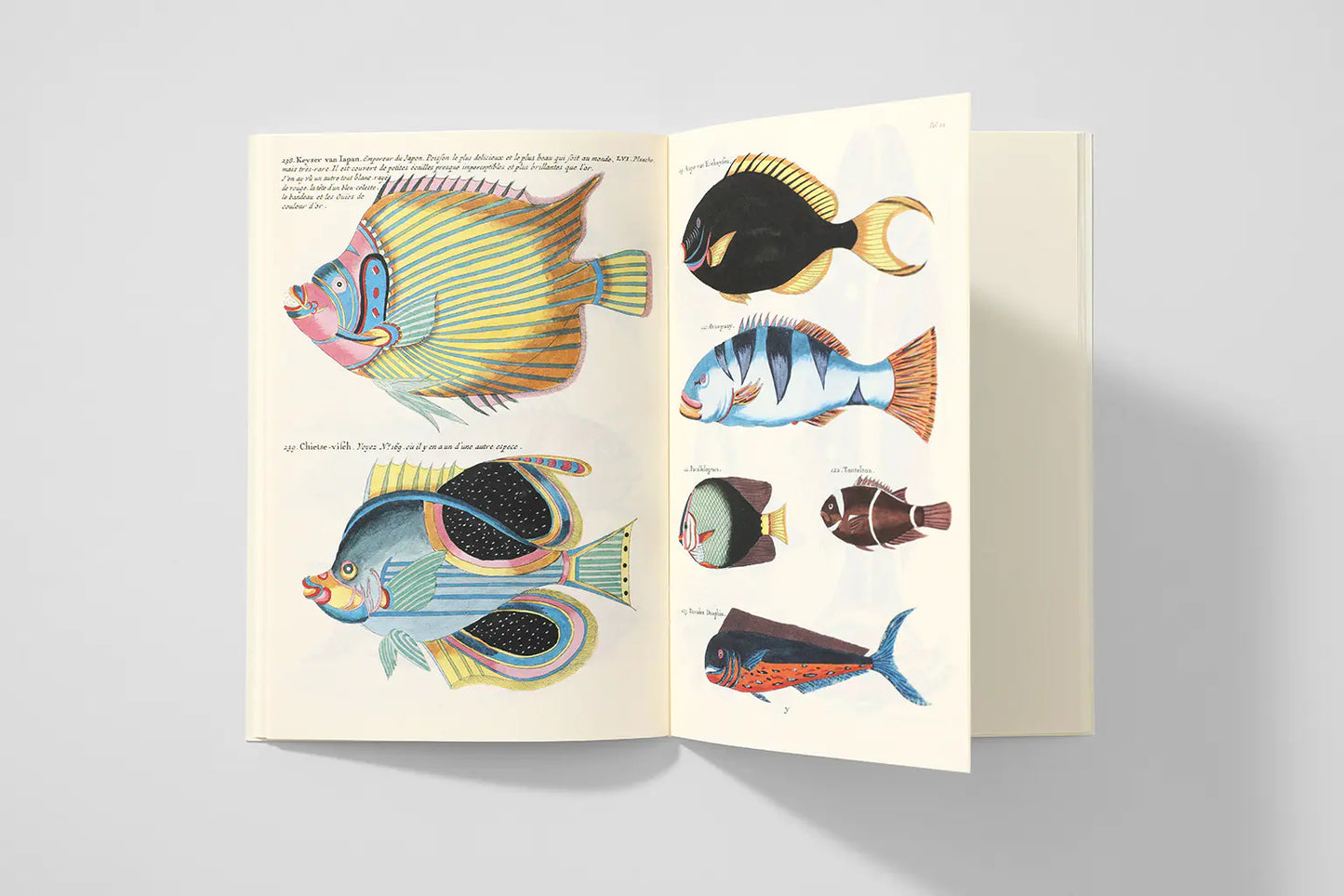 Notizbuch Reliefs - Fishes and Crabs