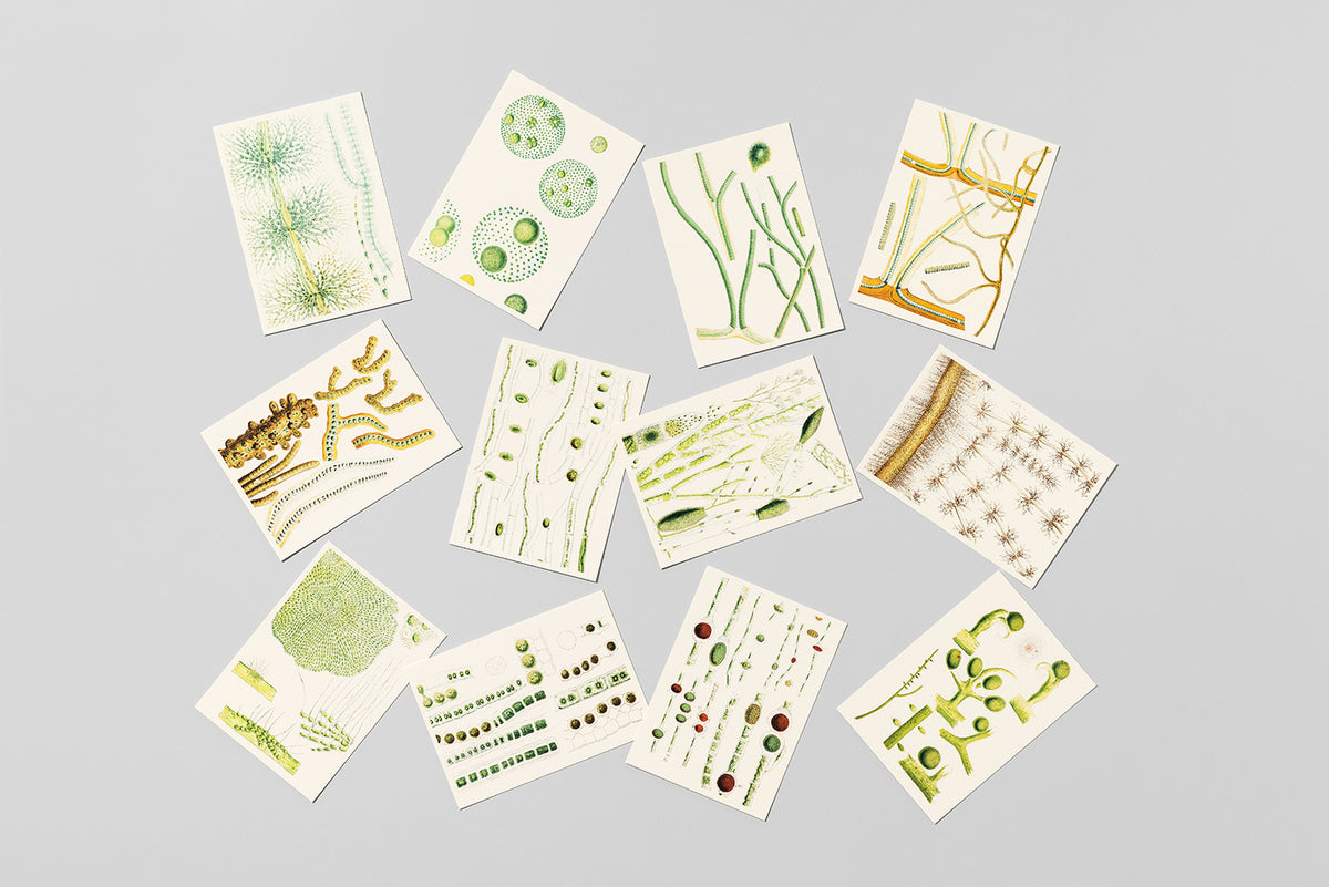 Postcards Reliefs - Fresh-Water Algae