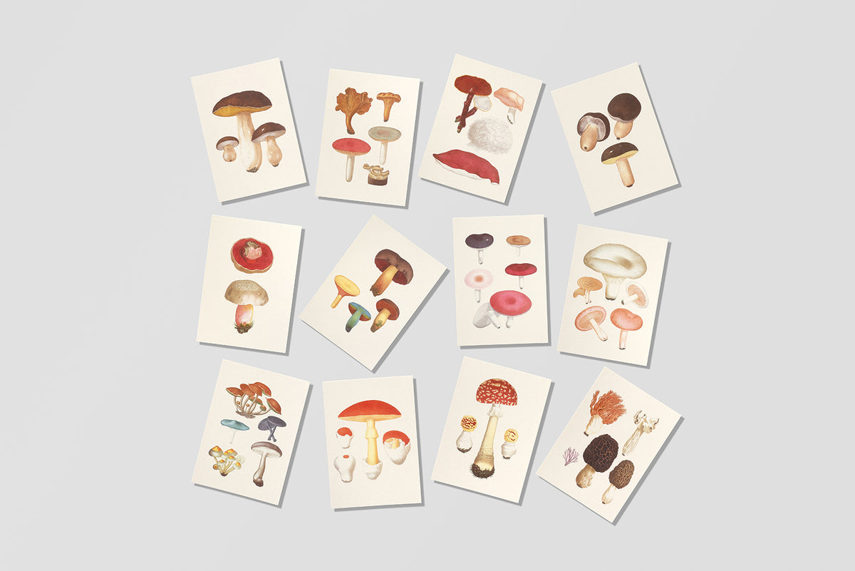 Postcards Reliefs - Edible and Poisonous Mushrooms Postcards