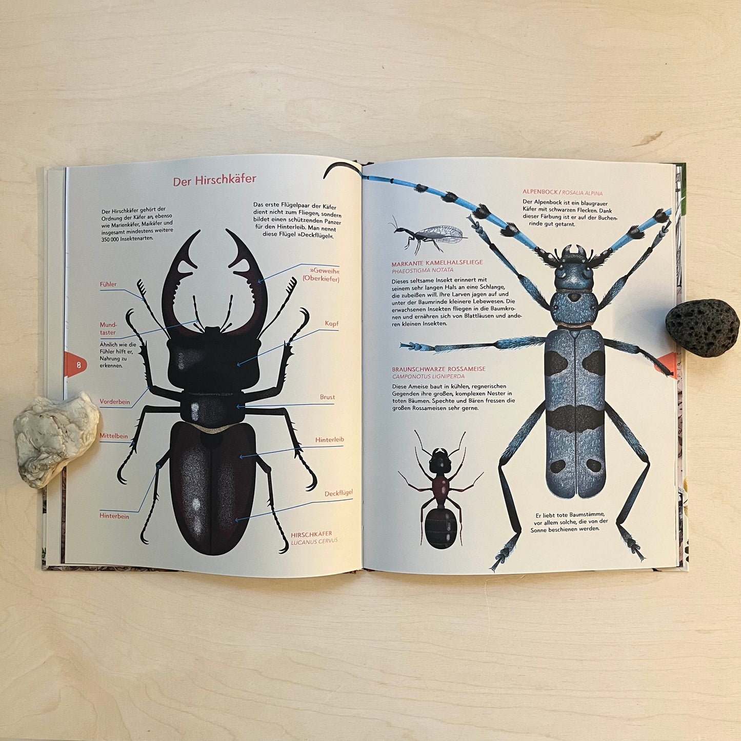 Das zweite Leben der Bäume