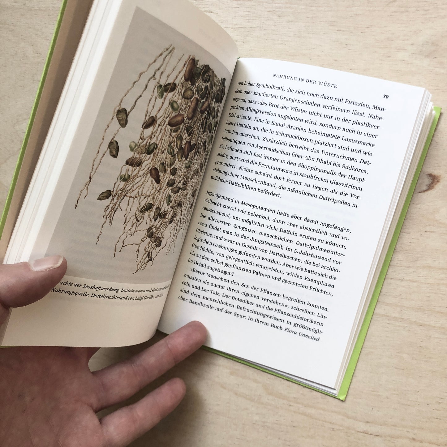 Palmen - Ein Portrait