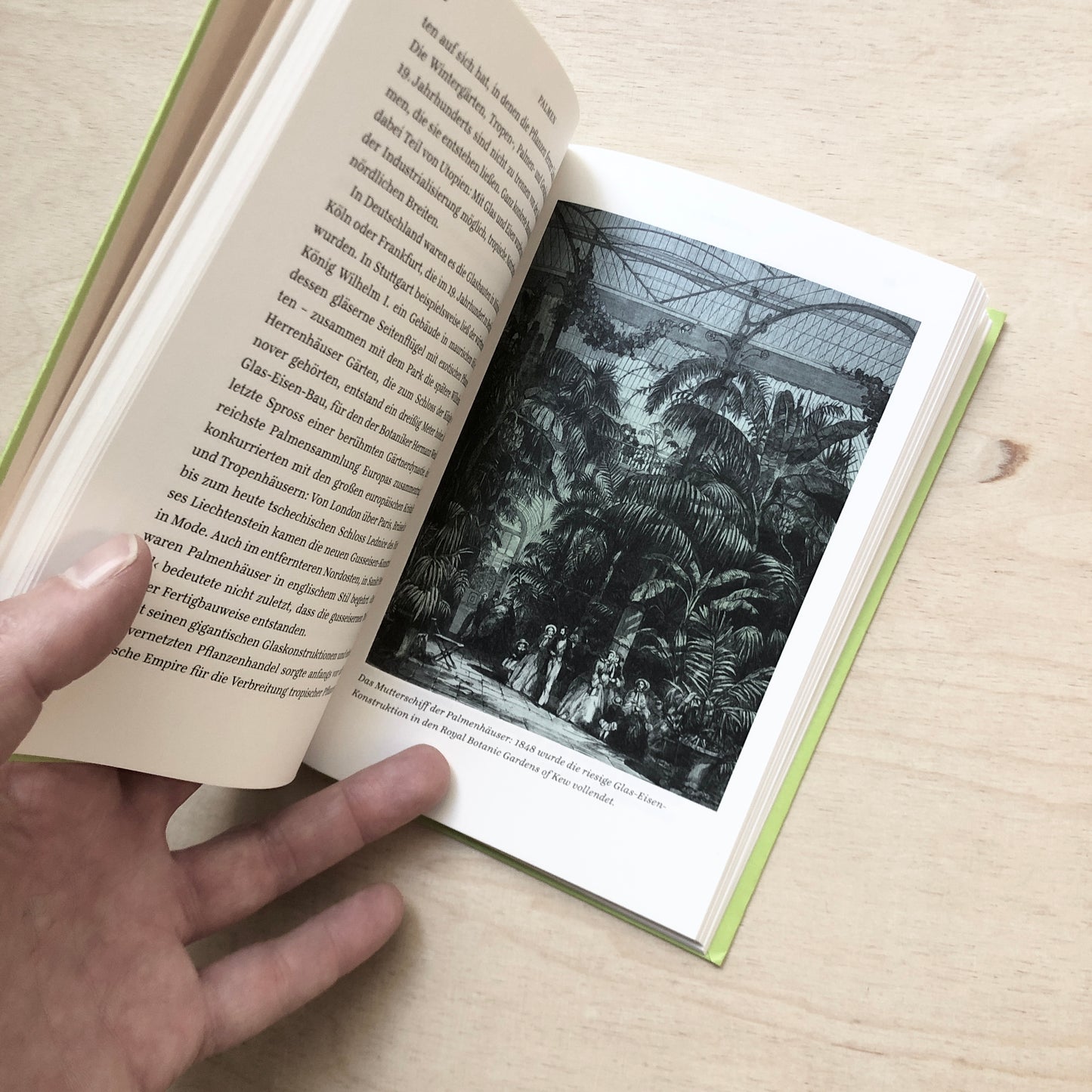 Palmen - Ein Portrait