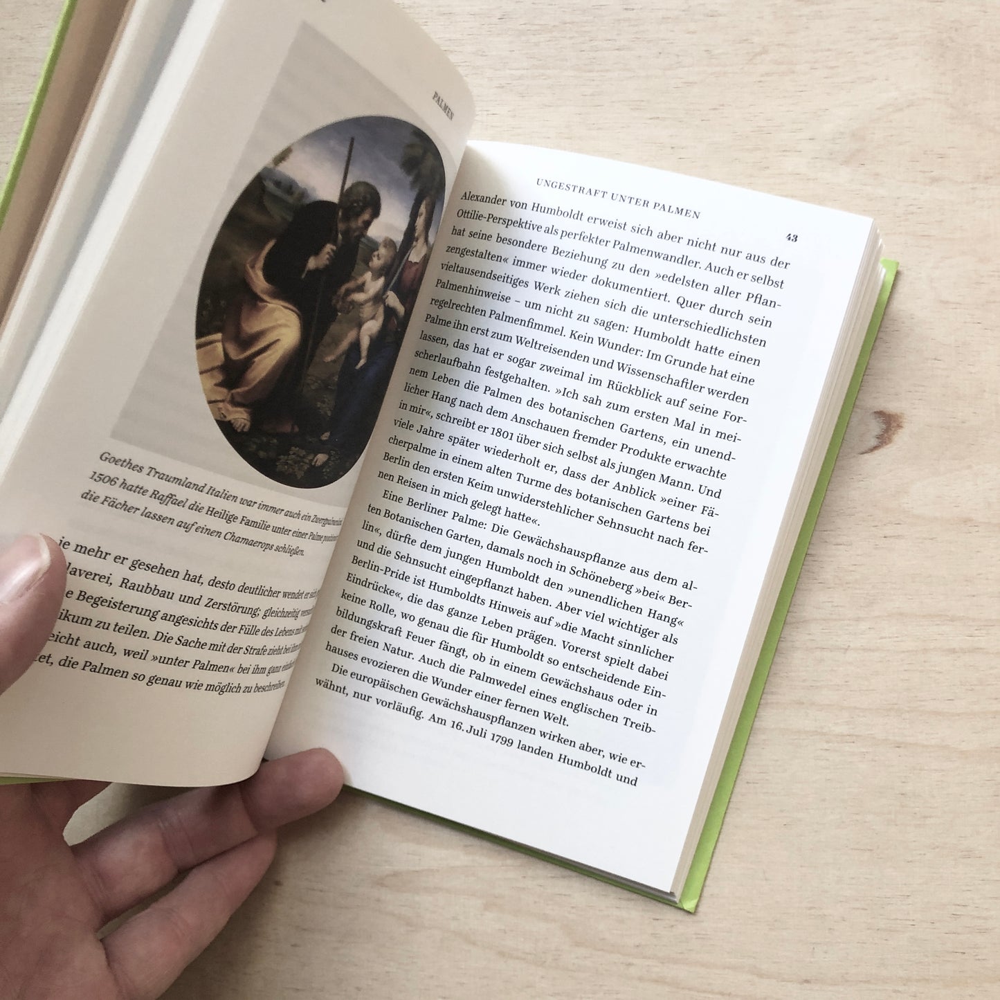 Palmen - Ein Portrait