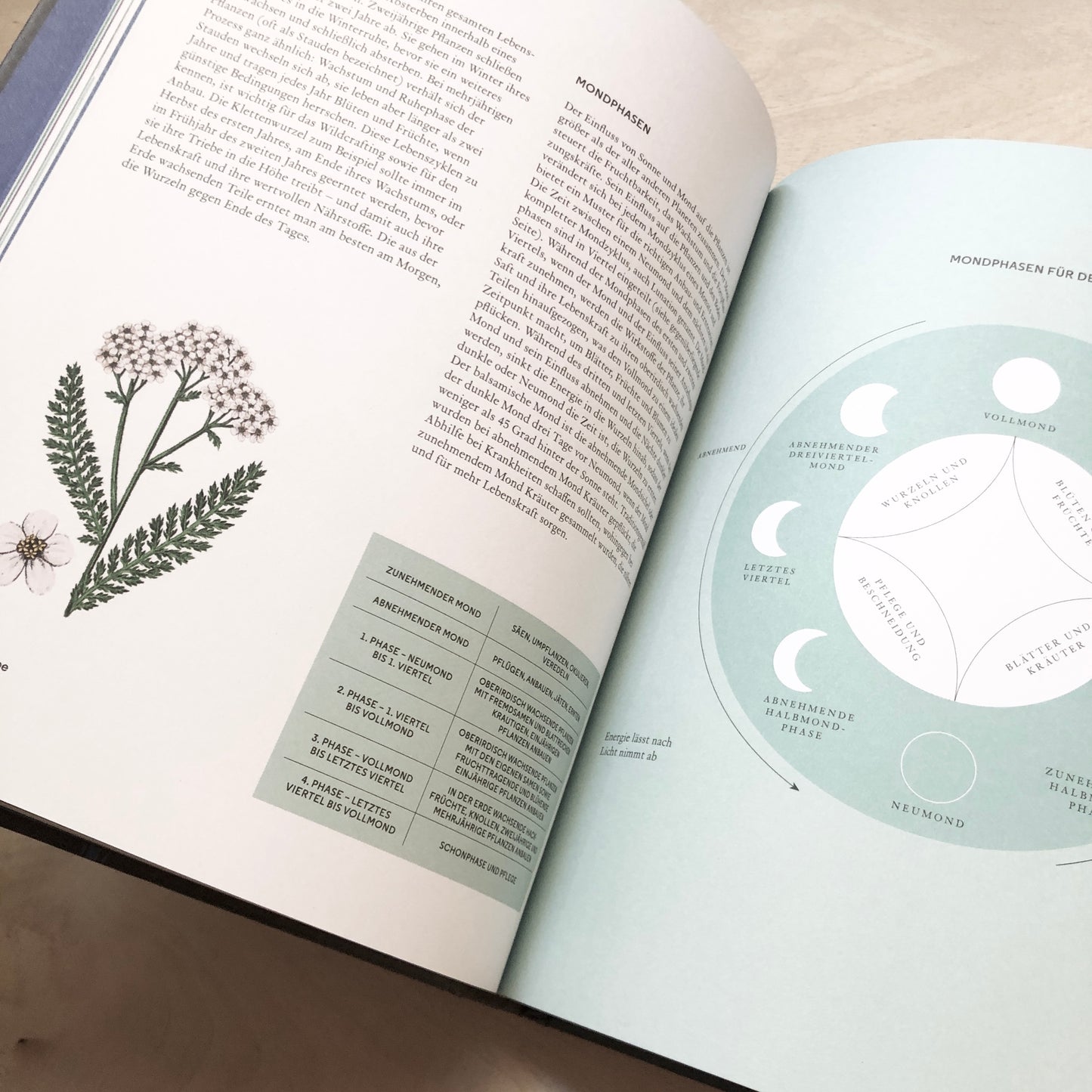 Wilde Alchemie - Ein astro-botanischer Leitfaden zu Magie, Mythen und Heilkraft von Pflanzen
