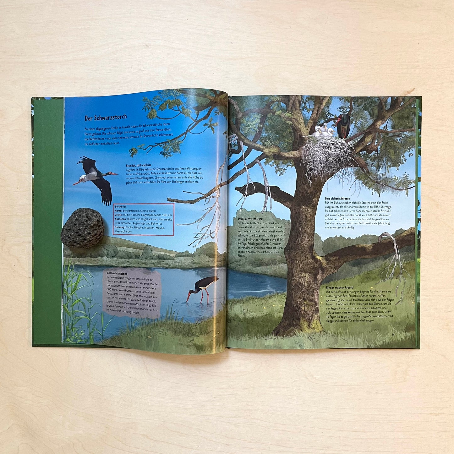 Wildes Leben in alten Bäumen