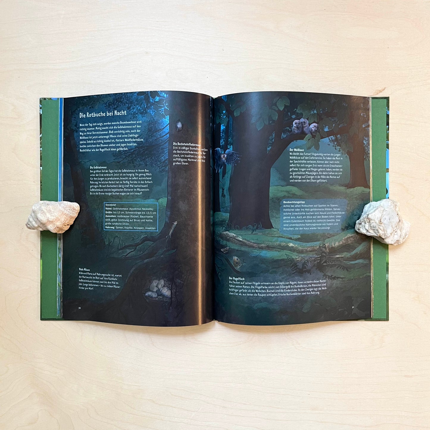 Wildes Leben in alten Bäumen